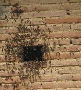 Problème d'insecte derrière le mur de maçconnerie